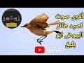 أفضل صوت لصيد طائر البيوض ابو بليق 2024 