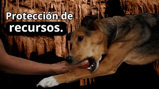 Perros AGRESIVOS por su comida o juguetes I Cómo PREVENIR y SOLUCIONAR la protección de recursos