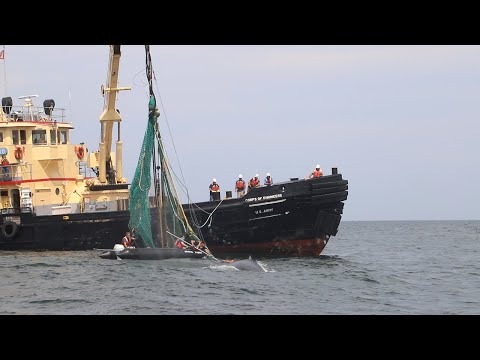 A preview image of the video: Video: Saving a Humpback Whale: A Disentanglement Tale
