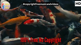 Fish different colors showpiece Free Stock Footage video with music | Copyright Free Music and video