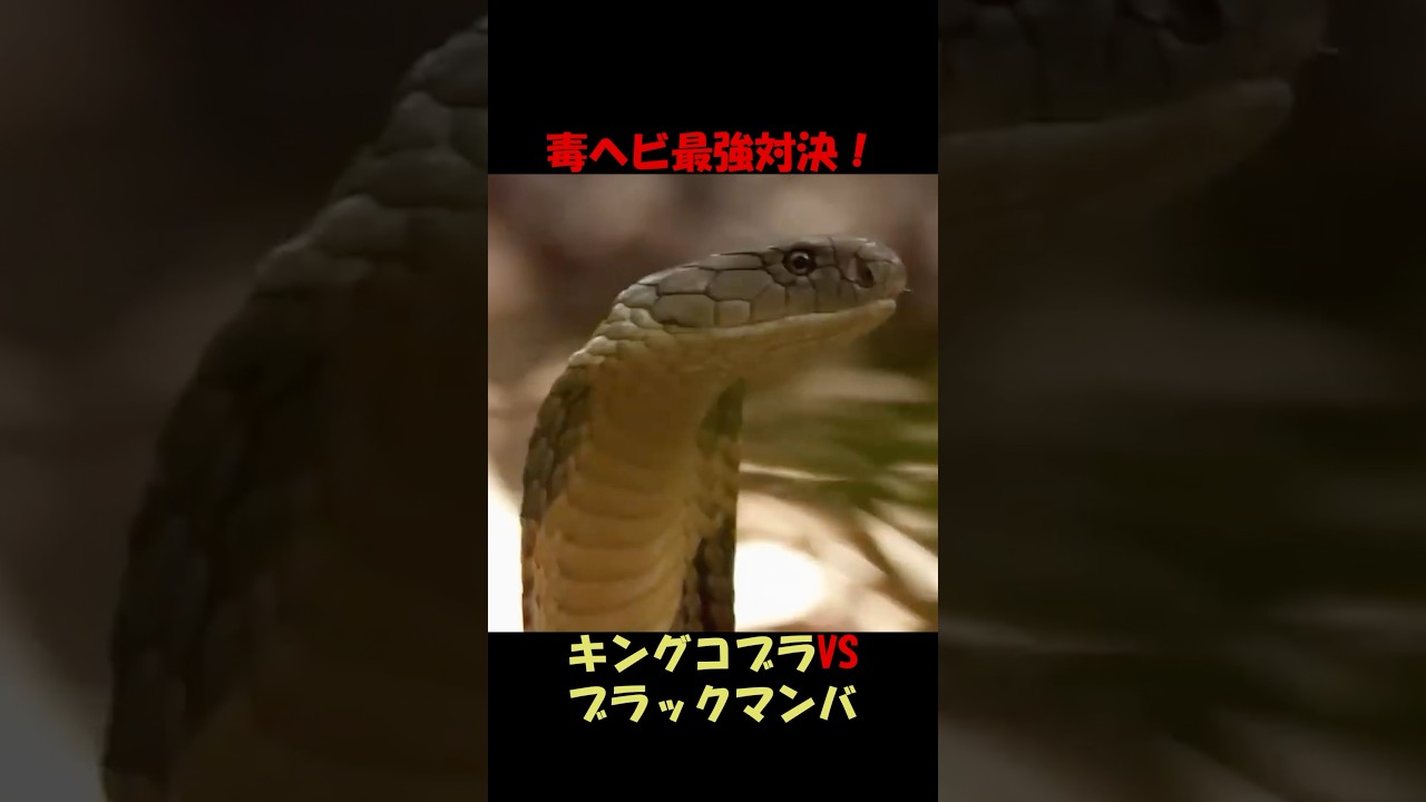 毒ヘビ最強対決！キングコブラVSブラックマンバ♯野生動物♯動物雑学♯キングコブラ♯ブラックマンバ