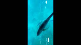 20161017_Cairns green island Glass Bottom Boat 4