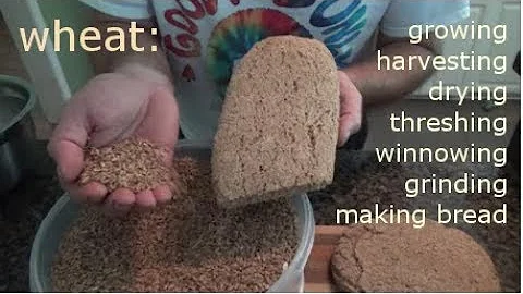 WHEAT - growing, harvesting, processing, and making bread - DayDayNews