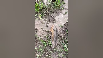 Tát nước bắt cá rô trên ruộng siêu to cá chốt siêu nhỏ #trainghiem