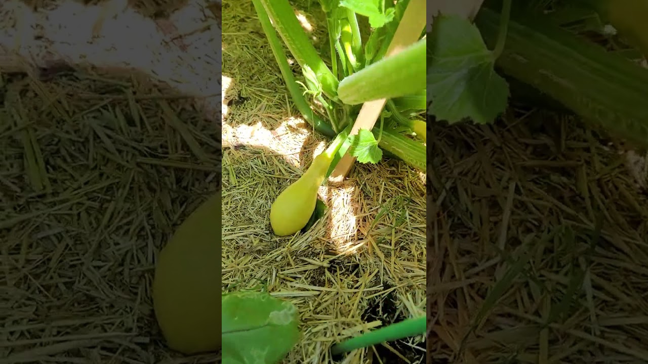 Yellow Crookneck Squash - VERY Productive 