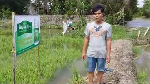 Basagran 480SL - Sức mạnh xe tăng Đức, chuyên trừ cỏ lông heo, lông lợn, chác lác, u du, lác rận