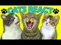 CATS REACT TO VIRAL VIDEOS