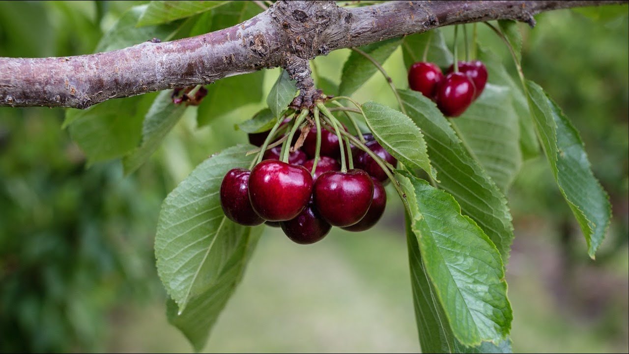 What agriculture means for Washington state