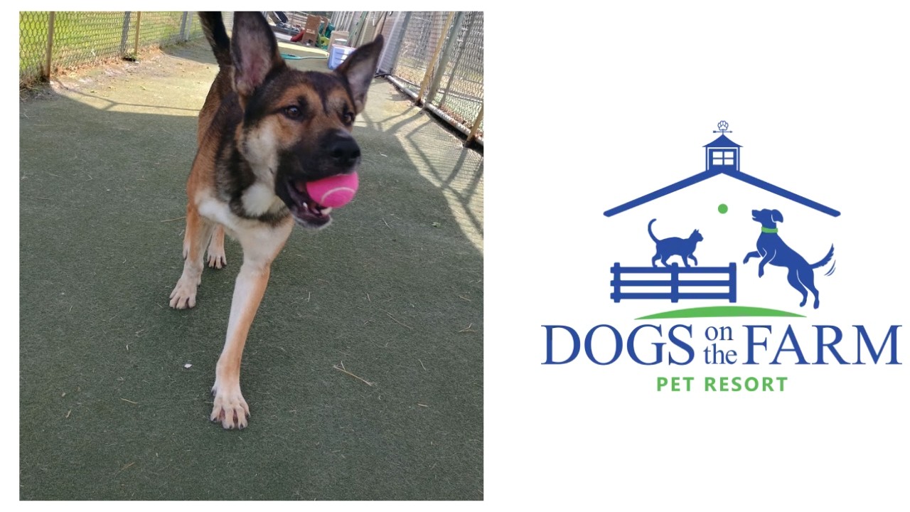Playtime at Dogs On The Farm & Cats Too!