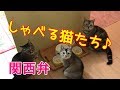 【しゃべる猫】関西弁の猫たちがご飯の催促！おしゃべりペット
