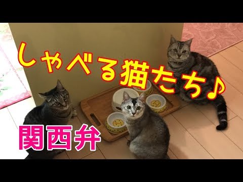 猫 姉妹 チャンネル