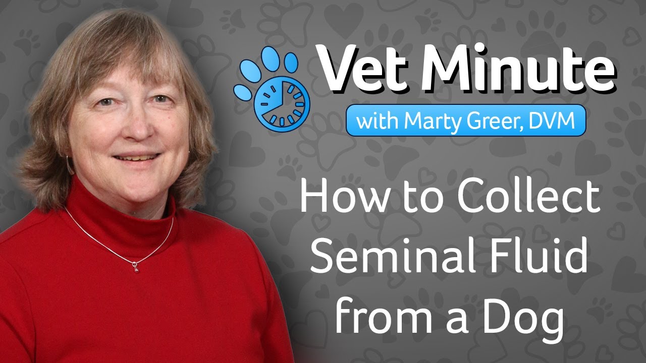 How to Collect Seminal Fluid From a Dog - YouTube
