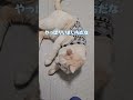 ゴロンにこだわるゴロリストほっぺたろう【保護猫ほっぺたろう】#shorts #cat