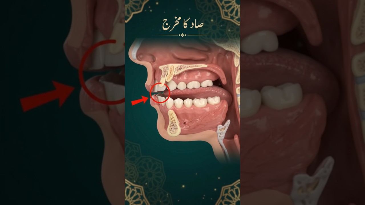 Learn Correct Pronunciation of ص #quran #tajweed #arabic #shorts