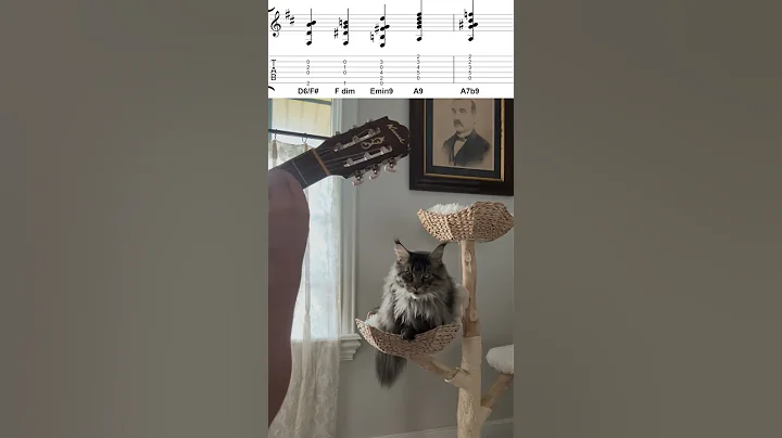 Watch the video about Maine Coon cat attacks camera - wait until the end