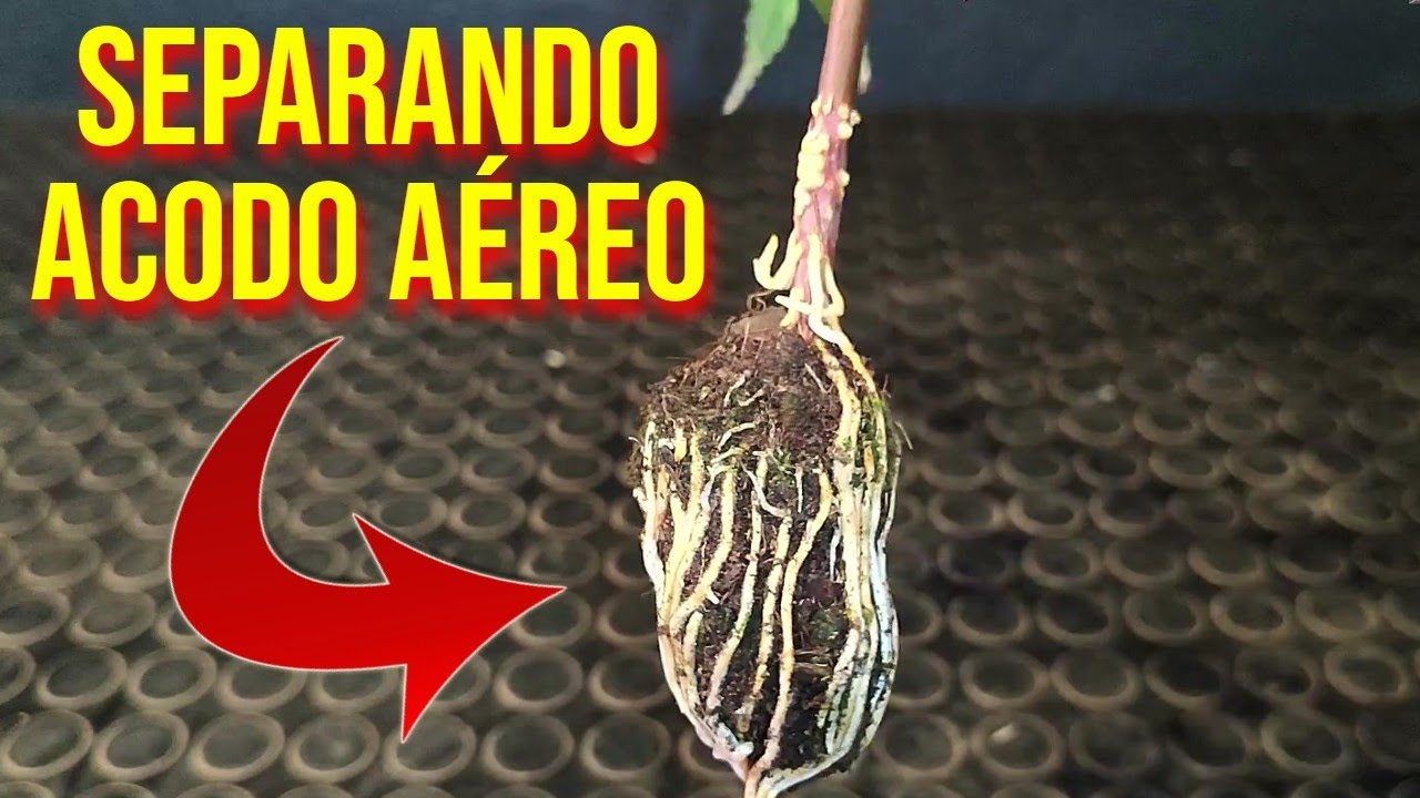 ✅ Cómo Separar un Acodo Aéreo de Acer Palmatum BIEN EXPLICADO -BONSAI