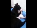 我が家に白い子猫がやってきた　3日め　Black Cat hugs White kitten, Hug Me !