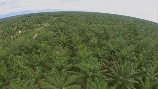 Cultivo de Palma de Aceite- Good Practices in Palm Oil Production ENG TVAgro por Juan Gonzalo Angel