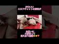 【癒し】エルフキャットの姉妹がお互い大好きって伝え合う動画😽😽❤️#shorts #kawaii #cat #猫 #猫動画 #エルフキャット