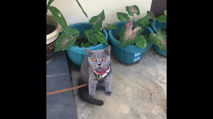 Video 757431: british shorthair cat, pure british shorthair, kucing