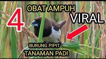 cara mengatasi burung pipit pada tanaman padi || obat burung pipit