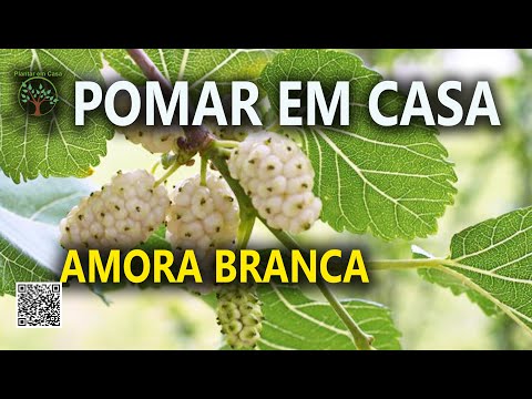 Vídeo: Amora Branca