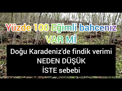 yüzde 100 eğimli fındık bahçesi gördünüz mü? verim ne. Doğu Karadeniz'de findik arazileri