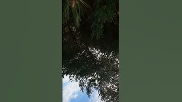 FPV Drone Dive Gone Wrong 😱 | Crashed Into a Tree but Still Landed It! #fpv #geprc #vapord5