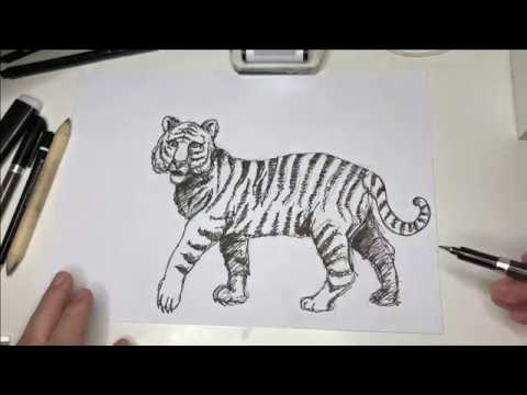 Video: Tigre A Matita: Come Disegnare Magnificamente