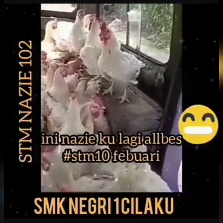 🐔STM NAZIE ALBES 102🐔