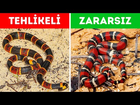 Video: Sarı yılan: çeşitleri ve özellikleri