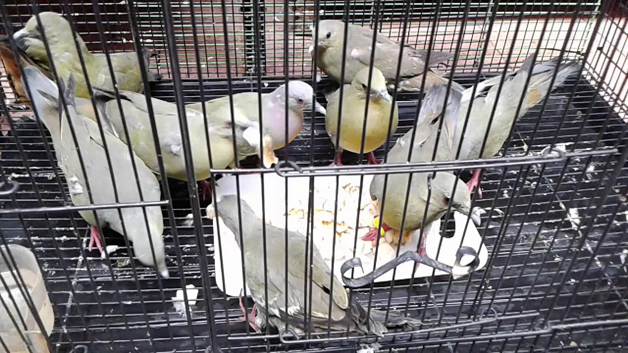 Punai Gading Ifdc Youtube