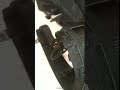 Molle Tactical Gridle War Belts Shorts 