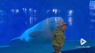 Baby s first reaction to seeing a Beluga Whale || Viral Video UK