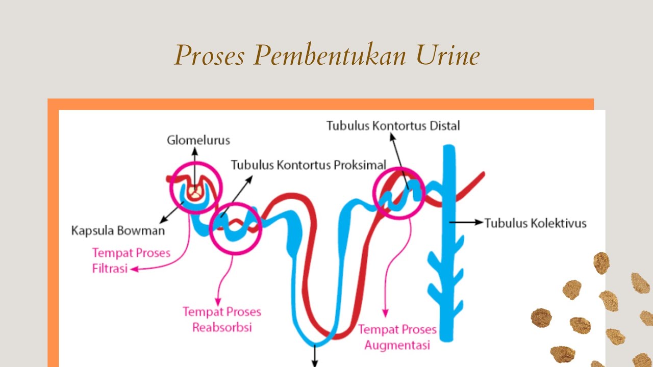 Proses Pembentukan Urine Filtrasi Dan Reabsorpsi Dan Augmentasi Youtube Proses Pembentukan Urine Filtrasi Dan Reabsorpsi Dan Augmentasi Youtube