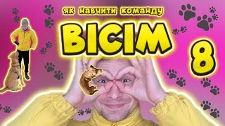 видео: Вісім! Як навчити команду Вісім? Як навчити собаку робити вісімку? картинка: Вісім! Як навчити команду Вісім? Як навчити собаку робити вісімку?