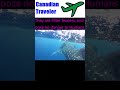 Snorkeling with Whale Sharks in Cancun Mexico