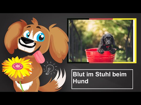 Video: Kann Blut im Stuhl eines Hundes durch Stress verursacht werden?