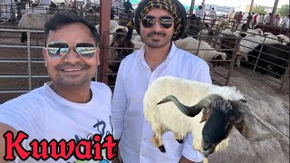 Dekhiye  Kuwait ki bakri mandi or kitna khubsurat bakra hai ||