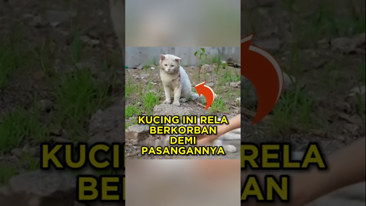 Kucing Ini Rela Menahan Semua Rasa Sakit Demi Pasangannya❤ #shorts #kucing