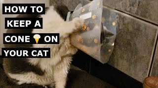 How to stop a Cat removing a ECollar (Cone) Our DIY Innovative solution