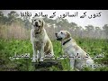 Relationship Between Dogs And Humans کتوں کے انسانوں کے ساتھ تعلقات