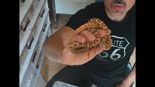 Visite De Lélevage De Richard Dijoux Épisode 6