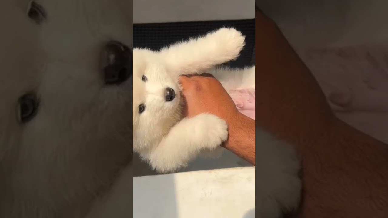 Samoyed #ytshorts #yt #shortsfeed #trending #trendingshorts #doglife #dog #mtb #viral #shorts