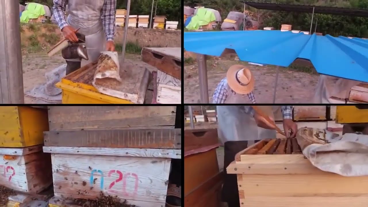 Produccion profesional y artesanal de Jalea Real   Royal Jelly a gran escala