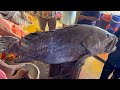 Amazing 31 Kg Giant Grouper Fish Cutting Skills In Fish Market | Fish Cutting Skills