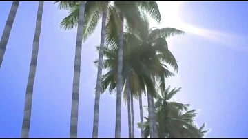 Relaxing Palm Trees walk loop on the beach - Nature sounds and music