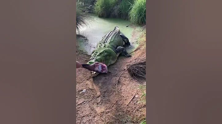 Giant crocodile loses a tooth 😳 🐊 - DayDayNews