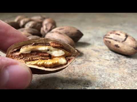 Video: Cultivo de nueces pecanas a partir de semillas: ¿puedes plantar una nuez pecana?