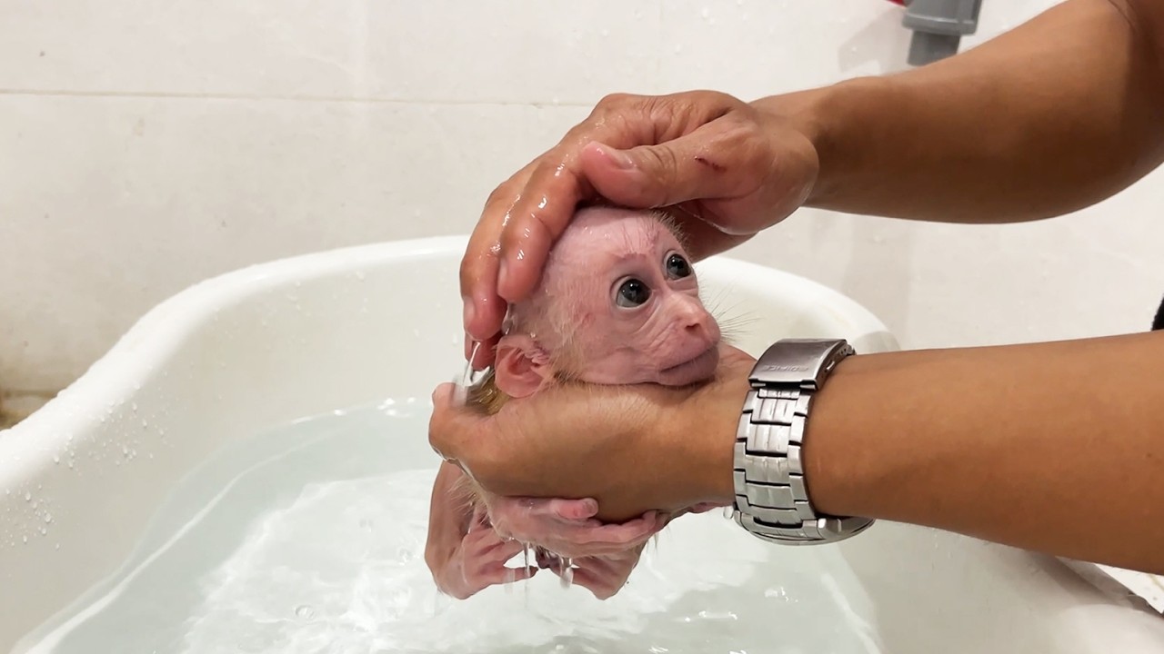 Compilation of cutest moments of newborn baby monkey